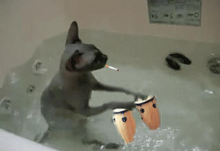 Cat-Gif-playing-drums.gif