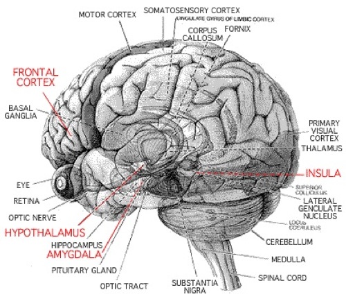 brain_diagram